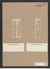 Navicula schweinfurthii Grun. (de-Toni-Nr.: Genus 1, Species 162) Zeichnungen Sammlung Grunow Nr. 472 (NHMW-BOT-W0366806)